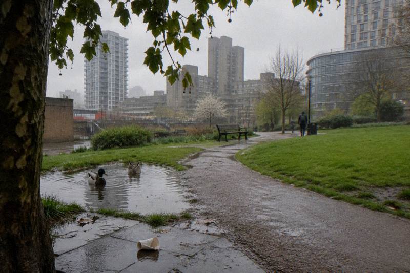 Ducks upending in a puddle in a green square near Elephant and Castle
